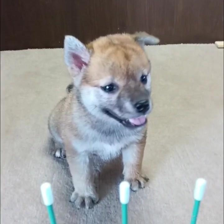 販売中の茨城県の柴犬-395678の2枚目
